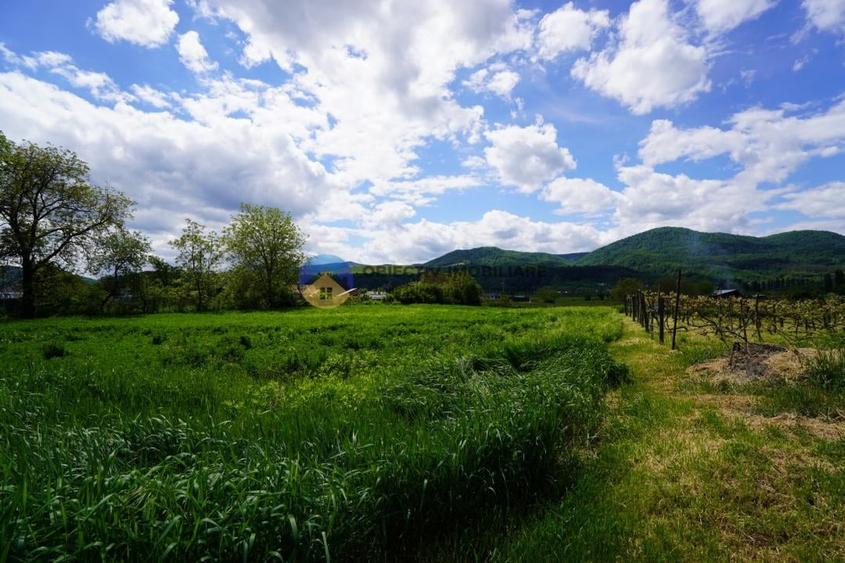 Teren intravilan de 9000 mp, în Vânători