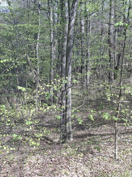 Teren de 5000 mp, în Valea Danului