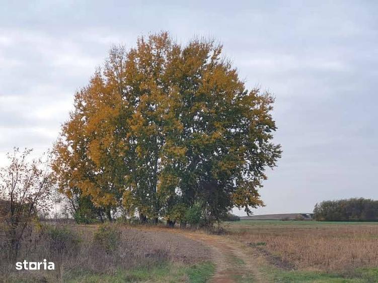 Teren de vanzare Dumbrava Minunata in Domnesti, Ilfov - 6