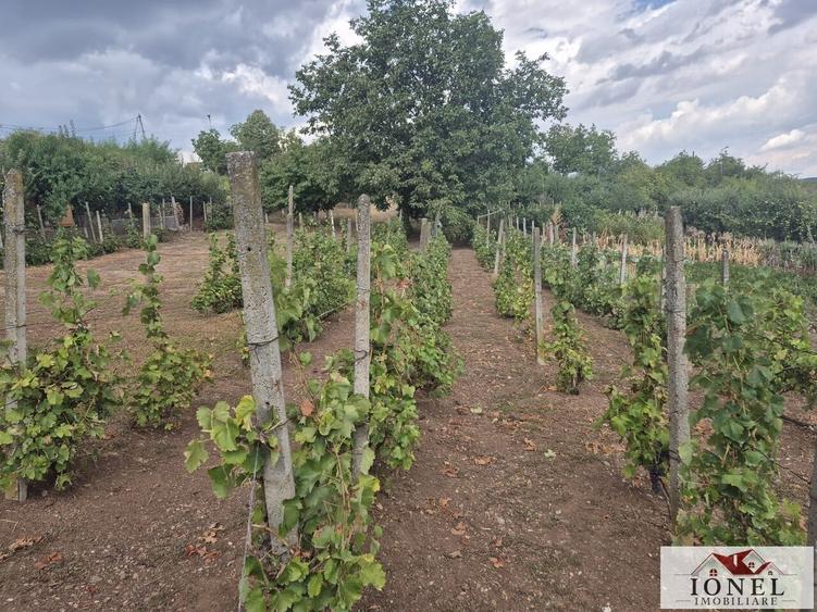 Teren Construcții intravilan de 1436 mp, în Micești