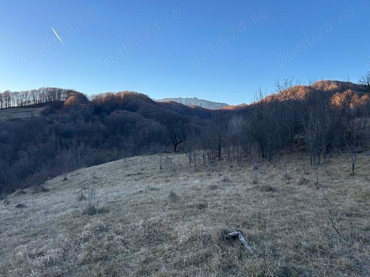 Teren de 4000 mp, în Gurguiata