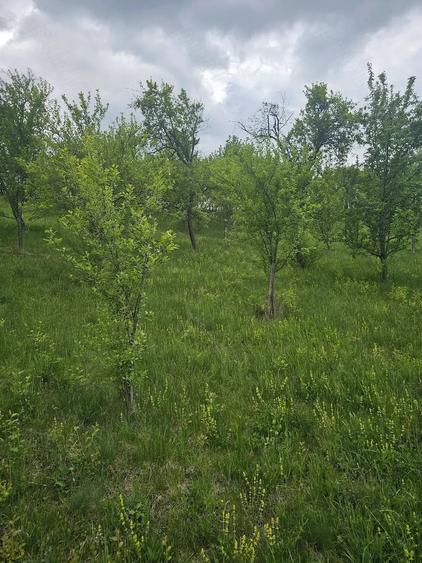 Teren de 50000 mp, în Sichevița