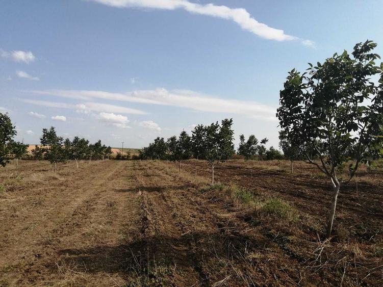 Teren de 49178 mp, în Slobozia Conachi