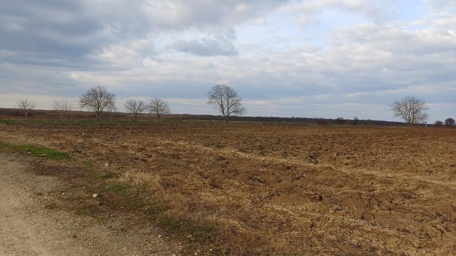 Teren agricol intravilan de 5093 mp, în Moara Vlăsiei
