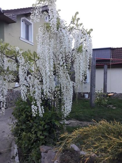 Casă cu 4 camere în Biharia