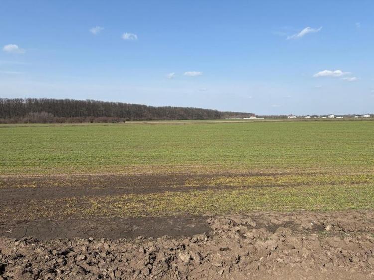 Teren 10700 MP Lotizat in parcele de 500 MP AFUMATI - 3