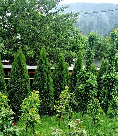 Casă cu 2 camere în Bicazu Ardelean