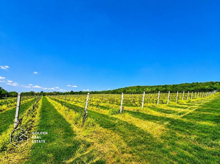 Teren agricol extravilan de 13439 mp, în Șiria