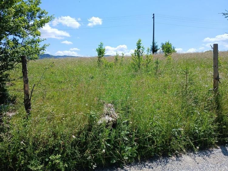Teren de 25000 mp, în Panaci