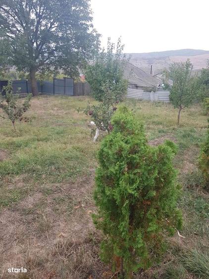 Teren de 6200 mp, în Mogoșești