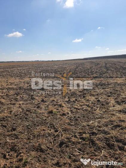 TEREN EXTRAVILAN 7.802 mp DOMNESTI, ILFOV - 1