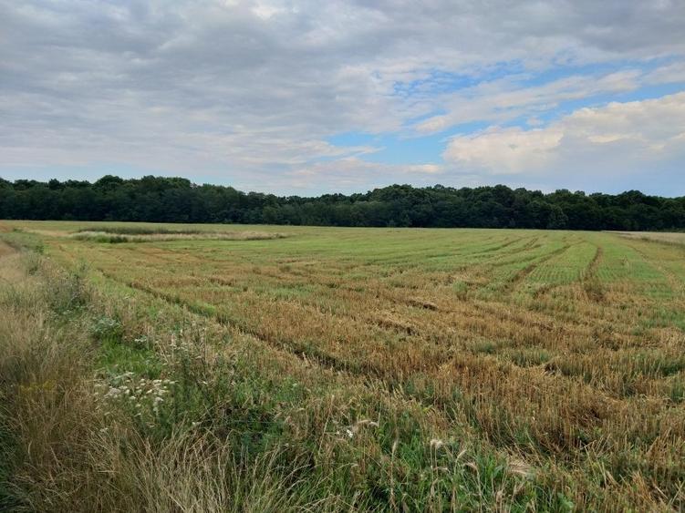 Teren agricol extravilan de 270000 mp, în Bâldana