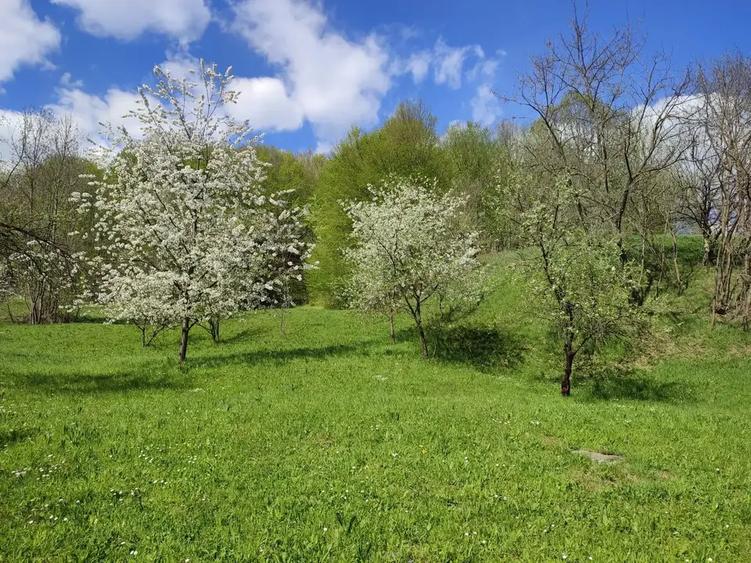 TEREN INTRAVILAN CU PADURE | PRAHOVA| PROVITA DE SUS| BREAZA - 4