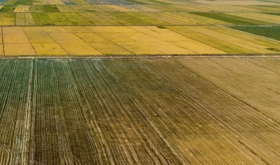 Teren agricol extravilan de 47400 mp, în Colelia