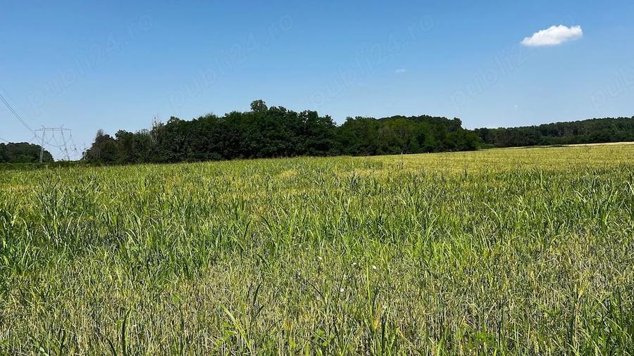 Teren de 4800 mp, în Jilava