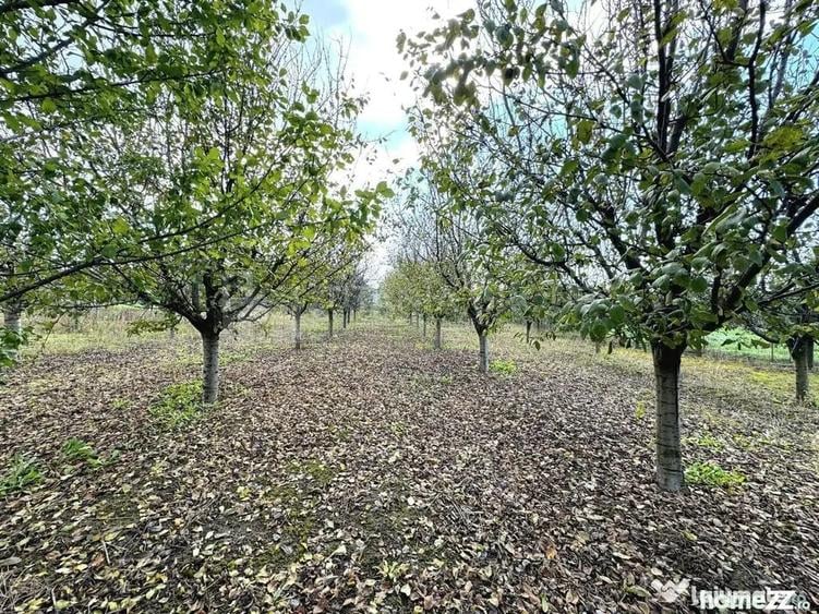 Livada+gradina, teren intravilan 2902mp, Damienesti-Bacau... - 6