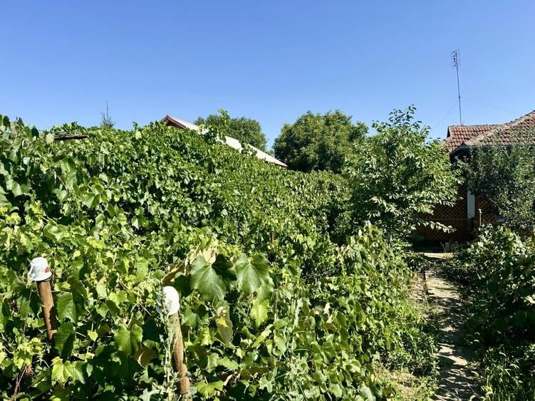 Casă individuală cu 3 camere cu Teren 3000 Mp în Gruiu