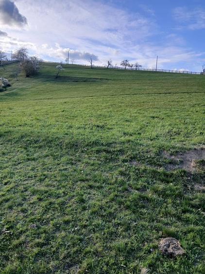 Teren de 6000 mp, în Purcăreți