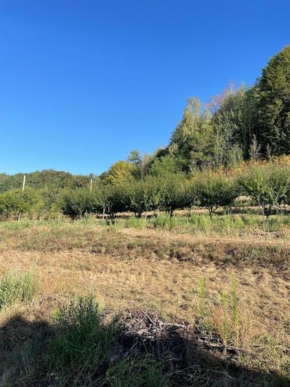Teren de 8900 mp, în Ianculești