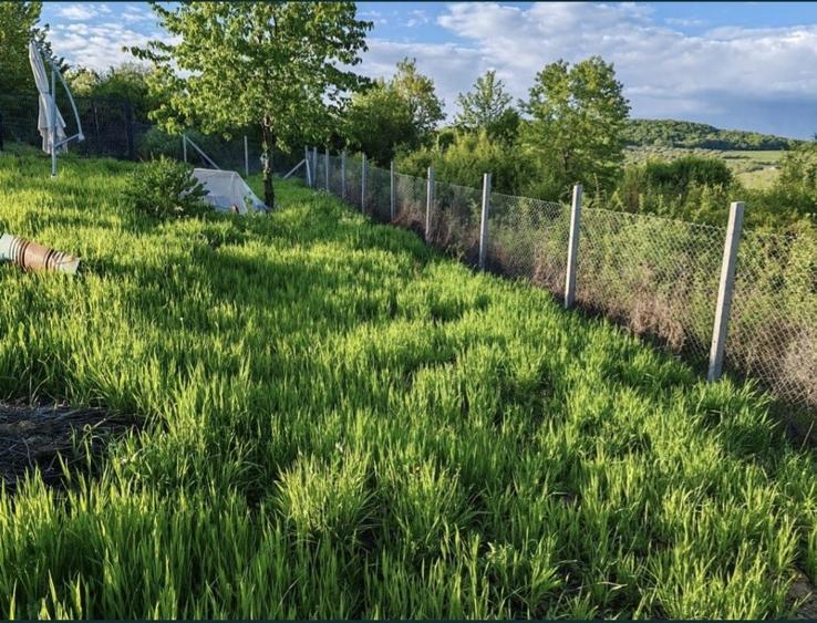 Teren extravilan 10 arii (1000 mp) Bistrita , Dealul Targului - 3