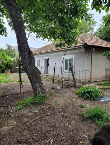 Cernica, Tanganu - 6