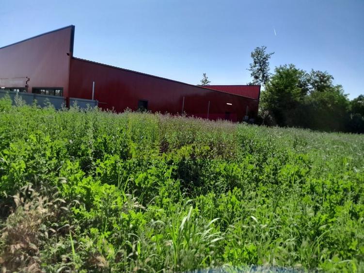 Movilita (IL)-teren de inch. 1800 mp stradal, 30 ml desch, langa Profi - 1