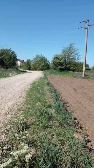 Teren Construcții extravilan de 4881 mp, în Corbeanca - 8