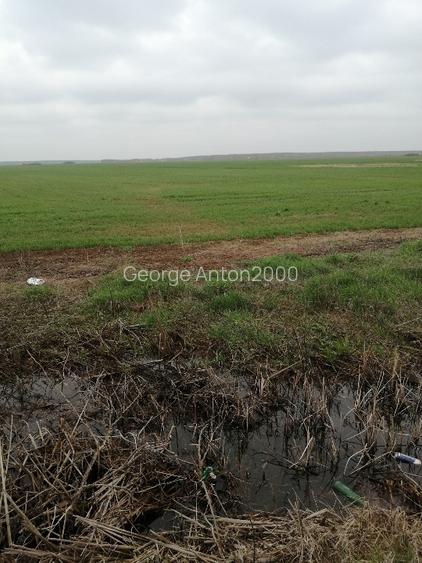 Teren agricol, extravilan com Mârșa jud Giurgiu. Teren agricol, extravilan com Mârșa jud Giurgiu.