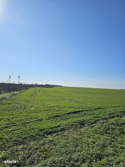 Teren extravilan 8600 mp Livada de Bihor - 1
