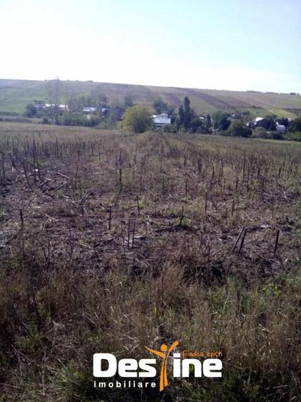 TEREN INTRAVILAN 6000 MP, drum pietruit, parcelabil, - PODU ILOAIEI - 5