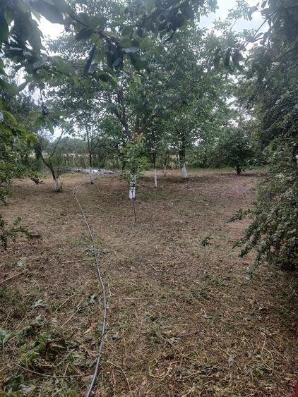 Casa Marsa Giurgiu - 4