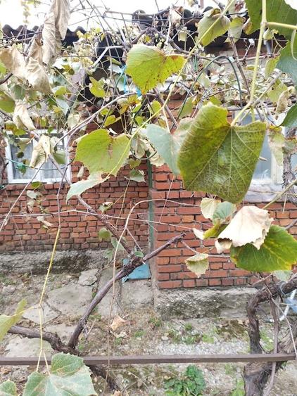 Potigrafu, Crivina - 3