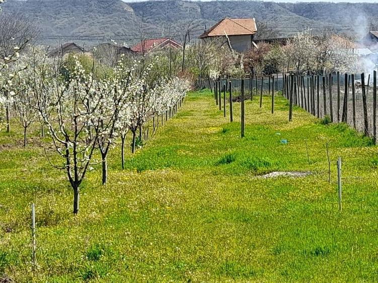 casa cu teren generos, ideala pentru locuit si relaxare. - 7
