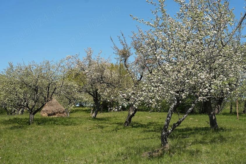 Teren de 10000 mp, în Breb