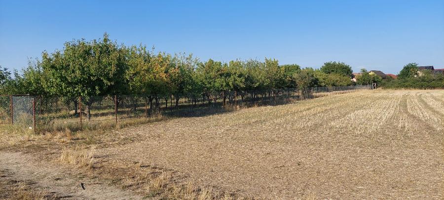 Terren intravilan in Sag jud. Timis - 1