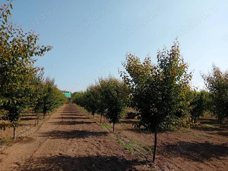 Proprietar vand sau schimb livada - 2