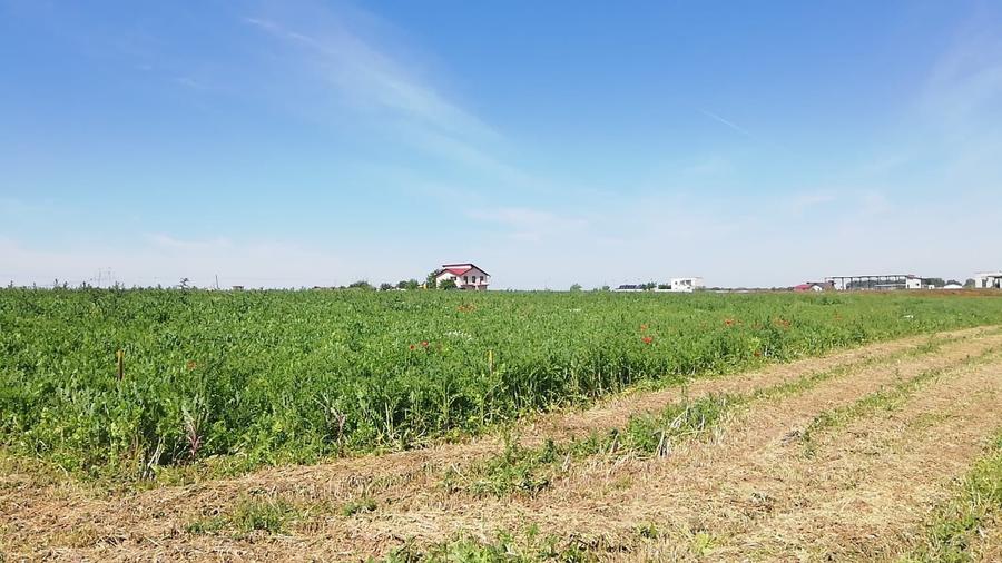 Loturi Teren Intravilan, Vedere la Lac - Frumusani - 3