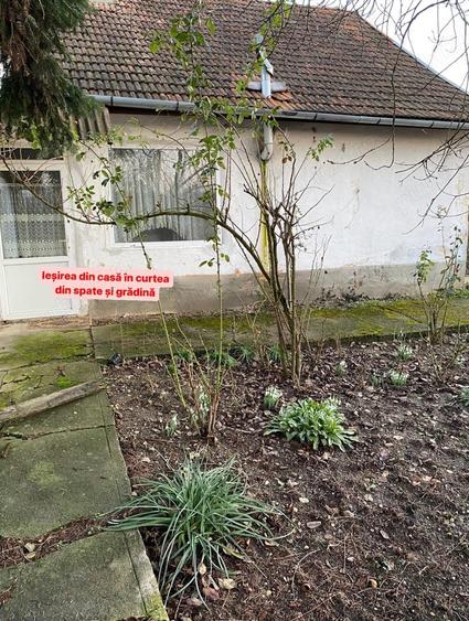 Vand sau schimb, 1439 mp, sat Bodo - 6