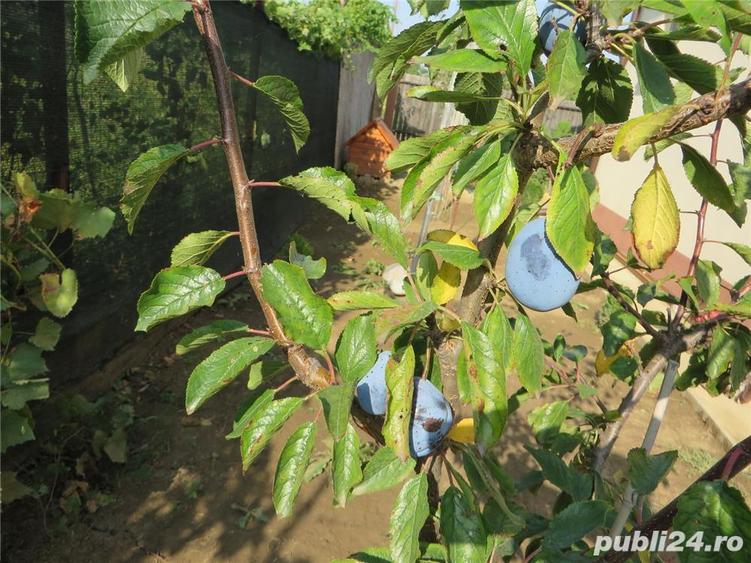 Casa (vila) de vanzare in Popesti-Mihailesti, jud. Giurgiu - 8