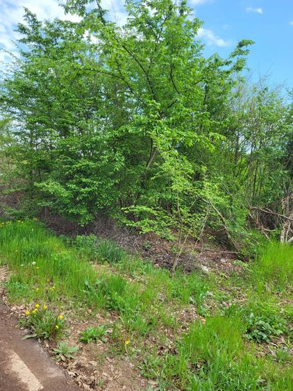 Teren intravilan Ghermănești – 5.000 mp, lângă stadion, toate utilitățile, 80€/m - 4