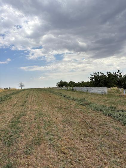 Teren Budeni - Delta Comana - Giurgiu - 13