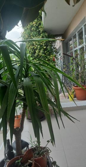 Pensiune in techirghiol - 12