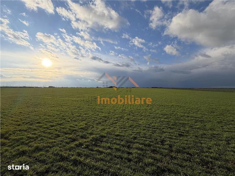 Teren Intravilan 24457 Mp | 80 Ml Front Stradal | Oradea | Bihor - 4