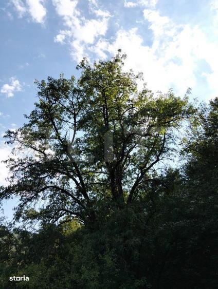 Teren generos de 70290 mp, 5045 mp intravilan, Poiana Ampoiului, Metes - 4