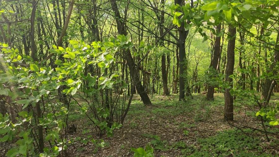 Vand 2920 mp (3 euro mp) teren extravilan Suici - Arges - 1