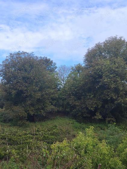 vand casa la tara - 9