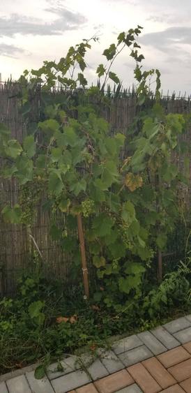 Casa perfecta 3 camere 110 mp, mobilata, teren 400 mp, rasarit si apus - 8