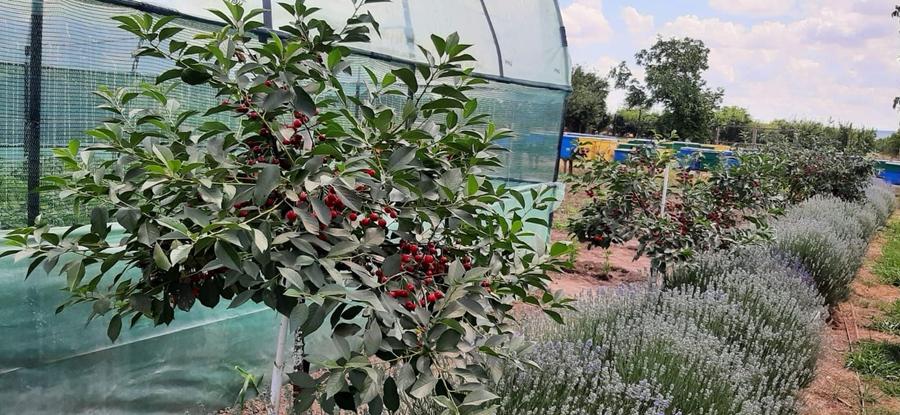 Casa cu teren in Zimnicea - 1