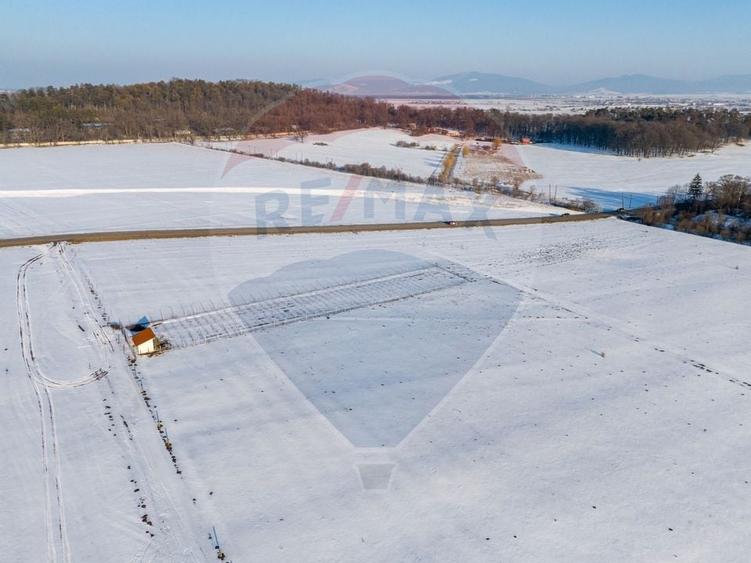 Teren cu plantatie de aronia - 9