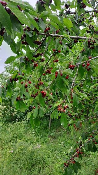 Vand casa su gradina , Baiceni , Judetul Iasi - 8